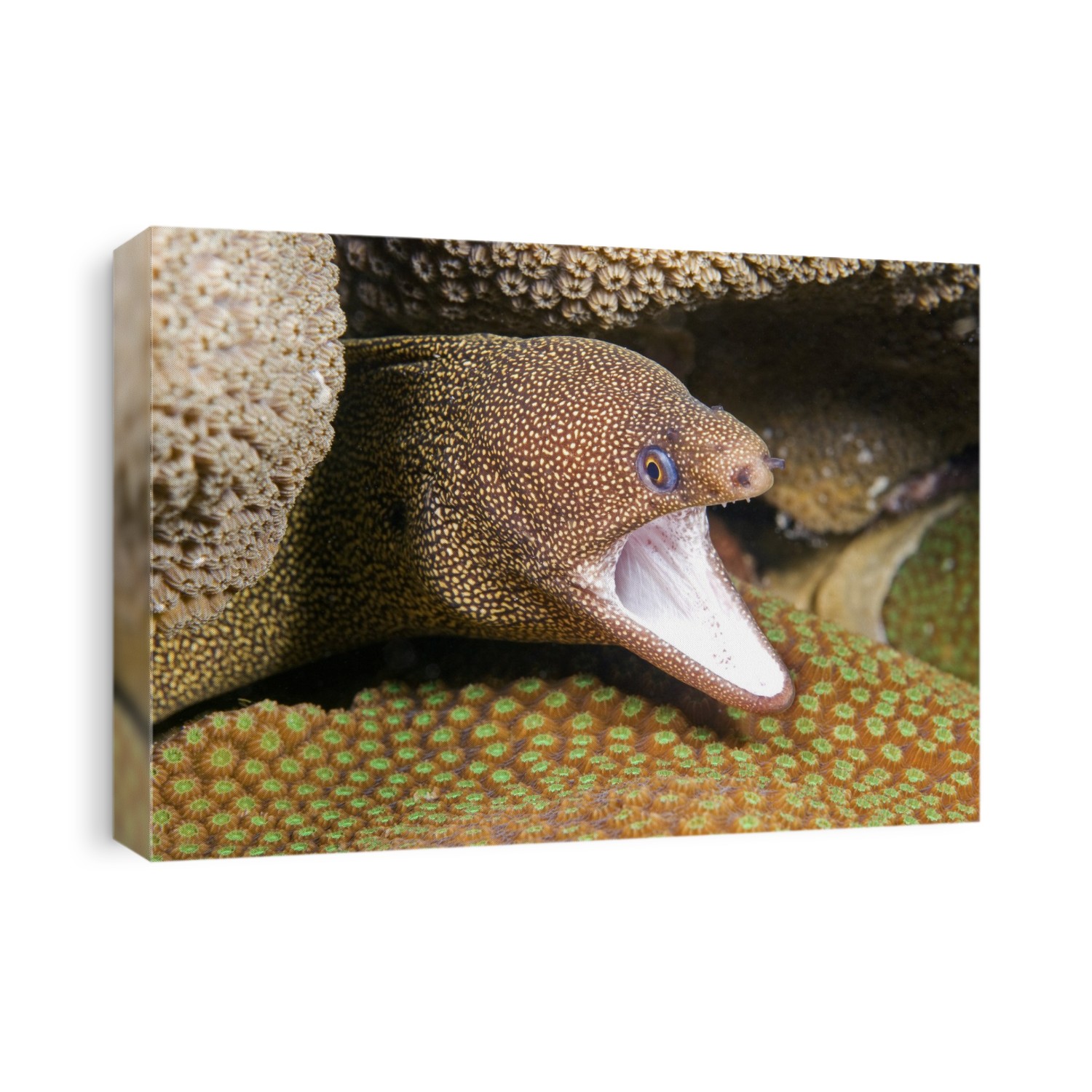 Goldentail moray eel amongst corals. Goldentail morays (Gymnothorax miliaris) inhabit reefs in the tropical Atlantic and Carribbean. Photographed off Bonaire island, Antilles, West Indies.