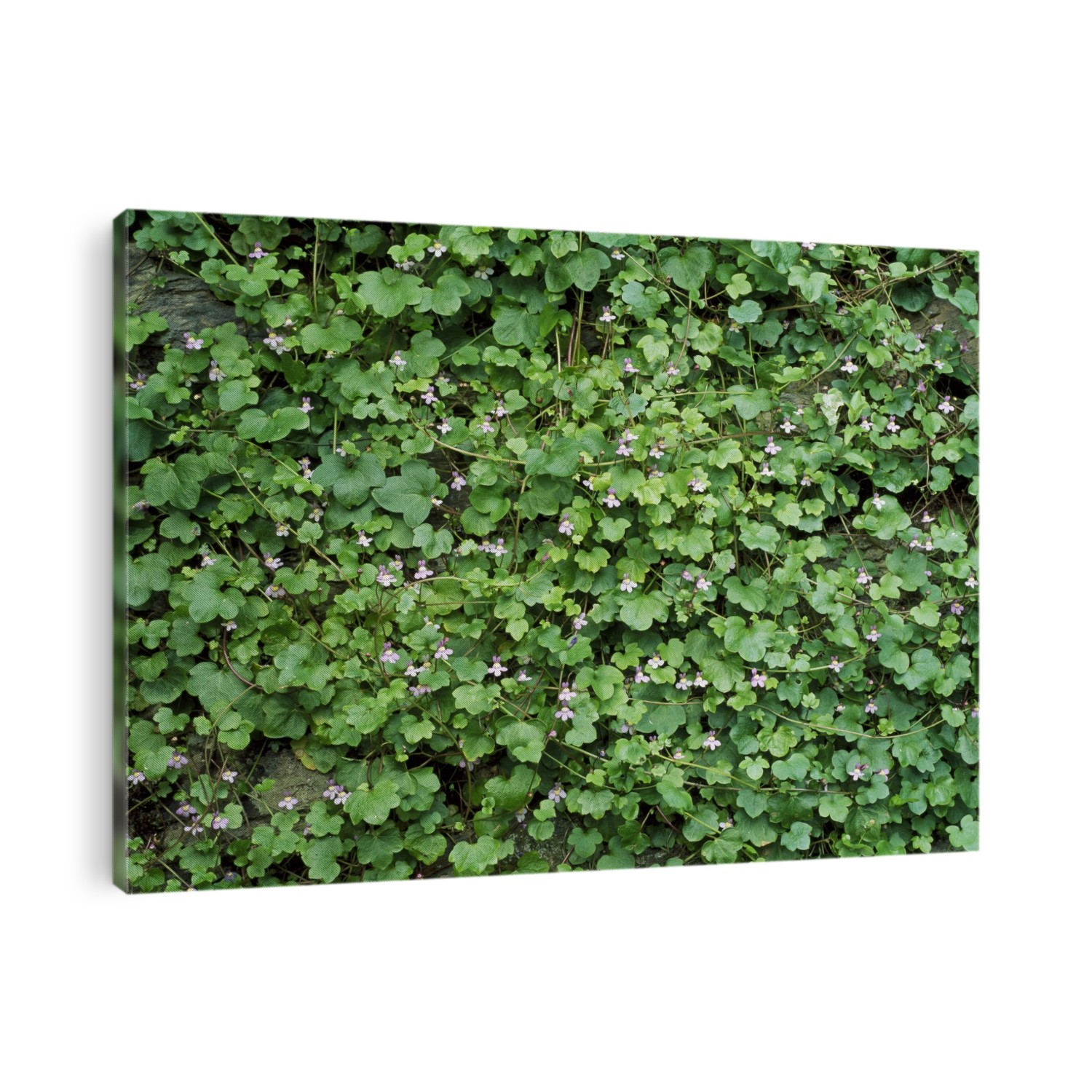 Ivy-leaved toadflax (Cymbalaria muralis).