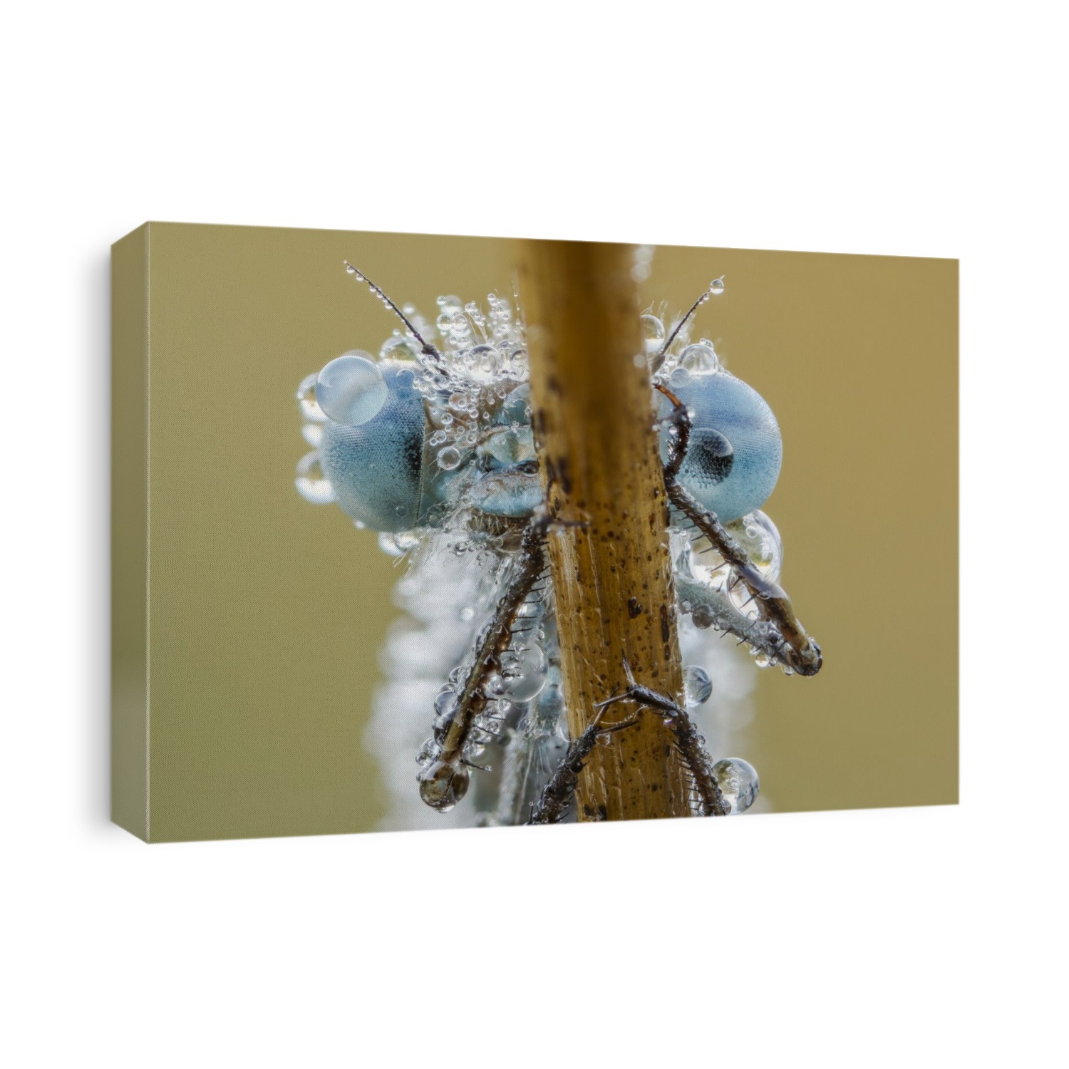 Focus stack of a dew covered male azure damselfly (Coenagrion puella) resting on a plant stem in early summer. Photographed in Somerset UK, in June.