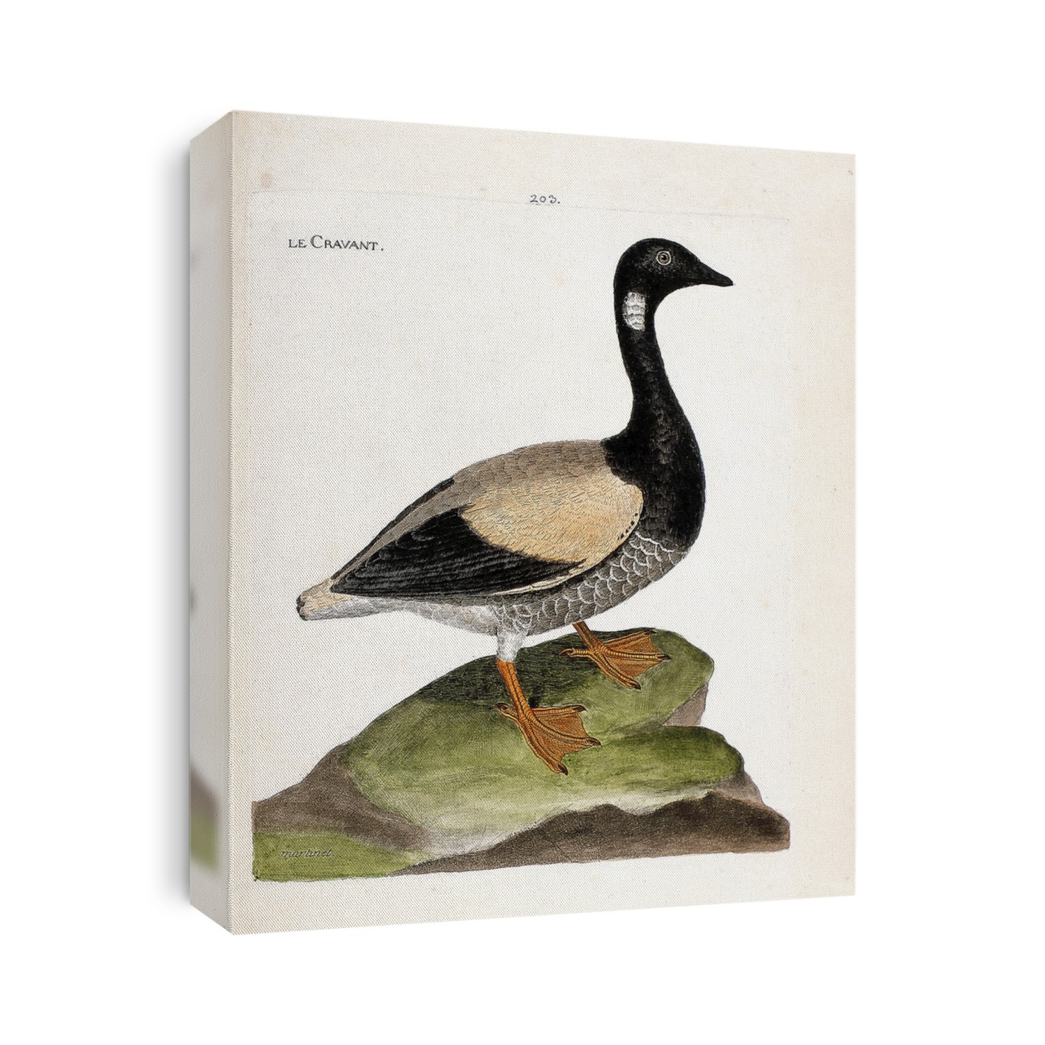 Zoological chart (ornithology): Brant (brant or branta bernicla). Illustration in The History of the Birds, Painted in Their Appearing and Sensitive Aspects by Francois Nicolas Martinet (1731-1800). Private collection.