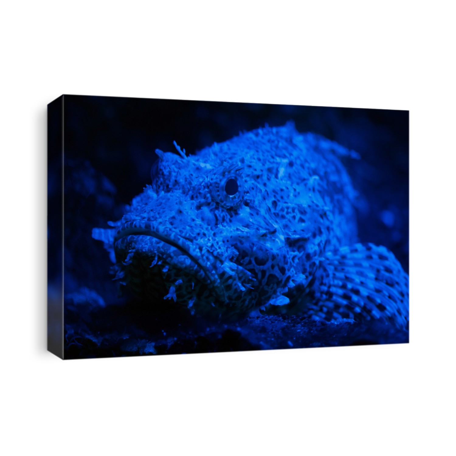 Red scorpionfish (Scorpaena scrofa), also known as the bigscale scorpionfish.