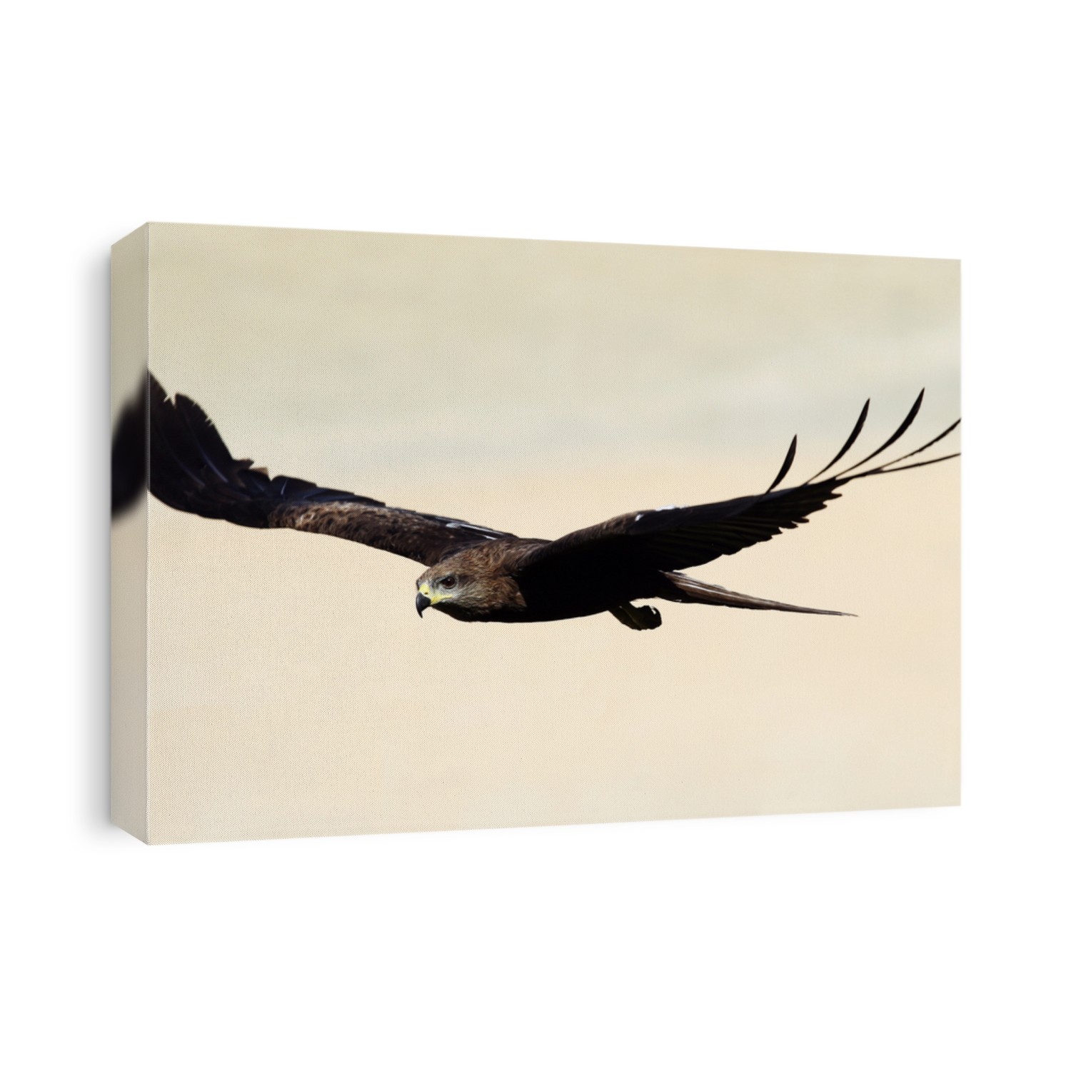 A black kite (Milvus migrans) in flight over the beach at Varkala, Kerala, India.