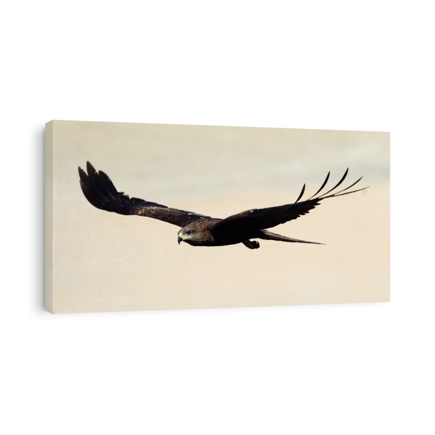 A black kite (Milvus migrans) in flight over the beach at Varkala, Kerala, India.