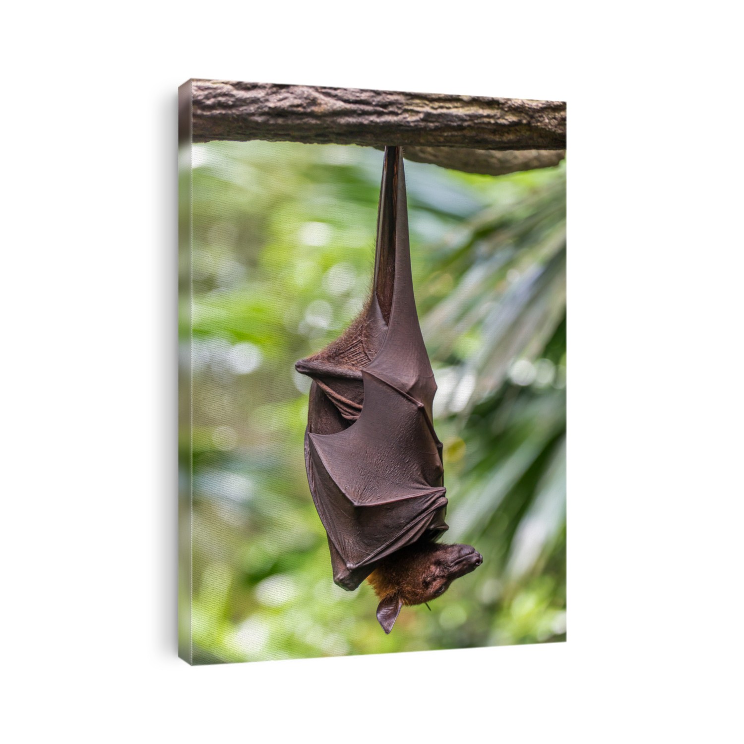 Large Malayan flying fox close-up portrait