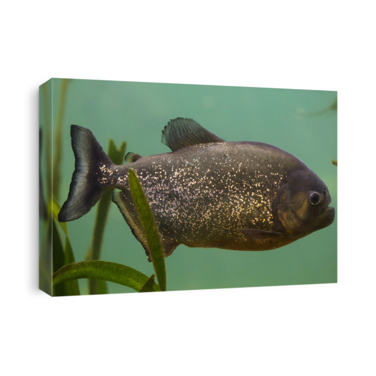 Red piranha (Pygocentrus nattereri), also known as the red-bellied piranha.