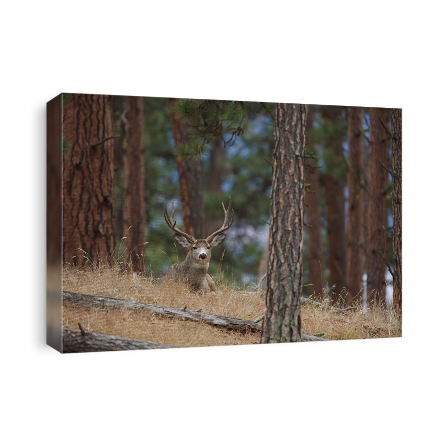 Mule Deer Buck bedded in a Ponderosa Pine forest