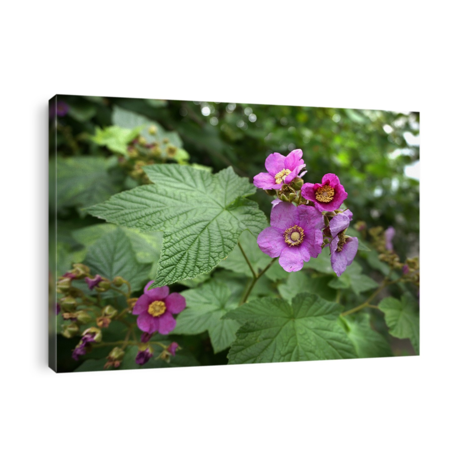 Rubus odoratus plant (Purple-flowered Raspberry or Virginia raspberry) 
